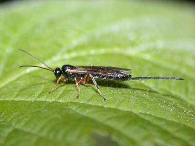 Pimplinae species [Famille : Ichneumonidae]