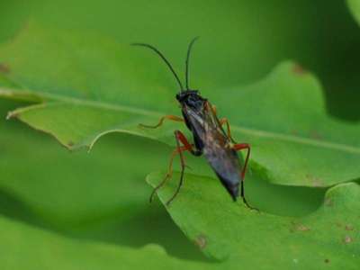 Tenthredopsis species -2- [Famille : Tenthredinidae]