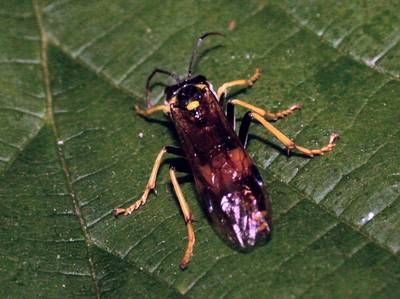 Tenthredo maculata [Famille : Tenthredinidae]