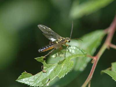 Tenthredopsis species -3- [Famille : Tenthredinidae]