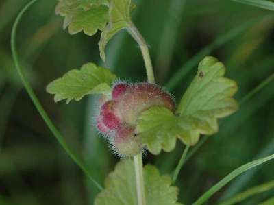 Liposthenes glechomae [Famille : Cynipidae]