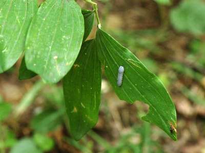 Phymatocera aterrima [Famille : Tenthredinidae]