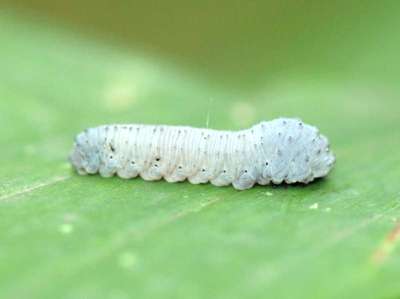 Phymatocera aterrima [Famille : Tenthredinidae]