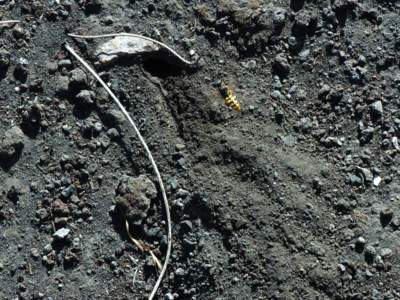 Philanthus triangulum [Famille : Crabronidae]