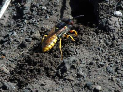 Philanthus triangulum [Famille : Crabronidae]