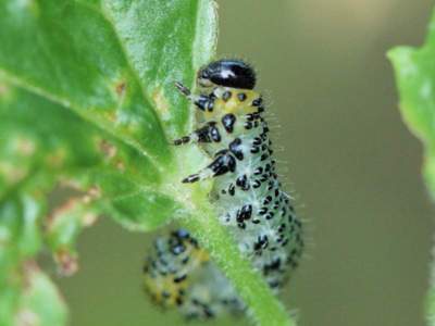 Nematus ribesii [Famille : Tenthredinidae]