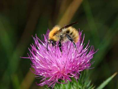 Bombus pascuorum [Famille : Apidae]