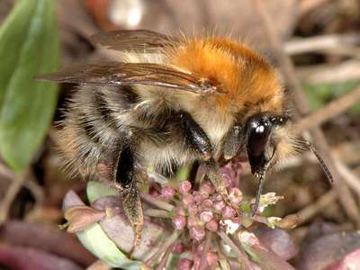 Bombus pascuorum [Famille : Apidae]