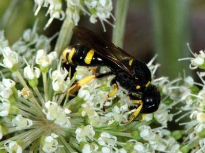 Ectemnius continuus [Famille : Crabronidae]