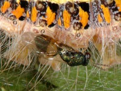 Eulophus species [Famille : Eulophidae]