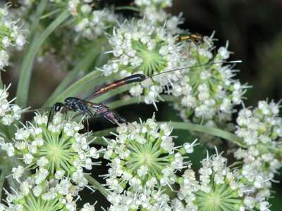 Gasteruption species [Famille : Gasteruptiidae]