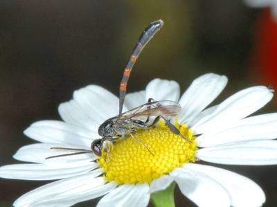 Gasteruption species [Famille : Gasteruptiidae]