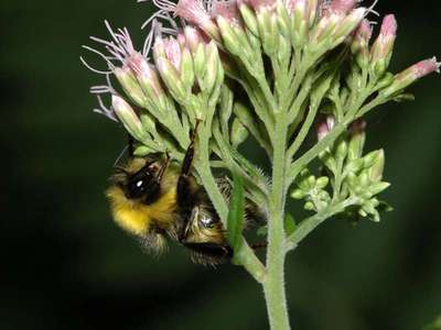 Bombus hortorum [Famille : Apidae]