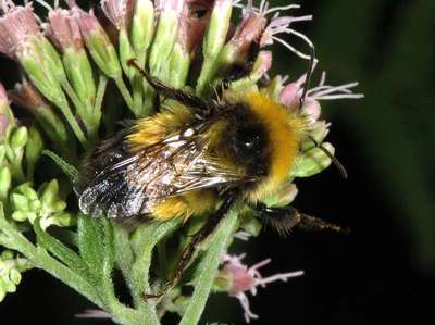 Bombus hortorum [Famille : Apidae]