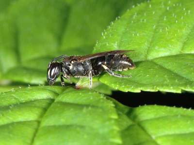 Hylaeus species [Famille : Apidae]