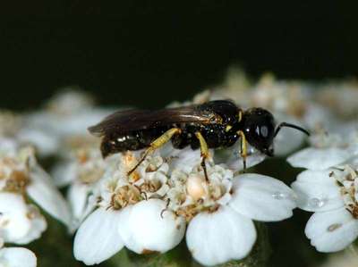 Lindenius species [Famille : Crabronidae]