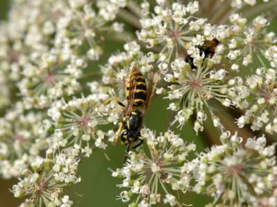 Vespula vulgaris [Famille : Vespidae]