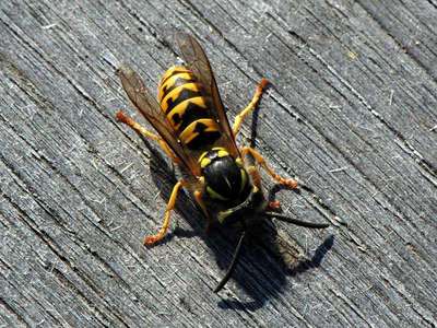 Vespula vulgaris [Famille : Vespidae]