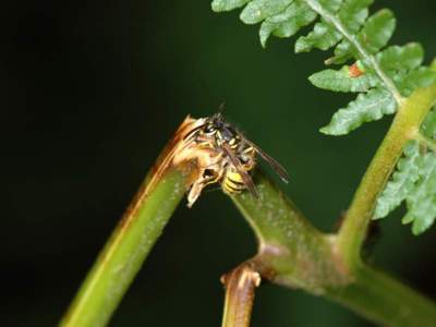 Vespula germanica [Famille : Vespidae]