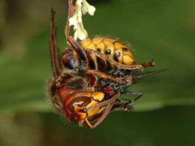 Vespa crabro [Famille : Vespidae]