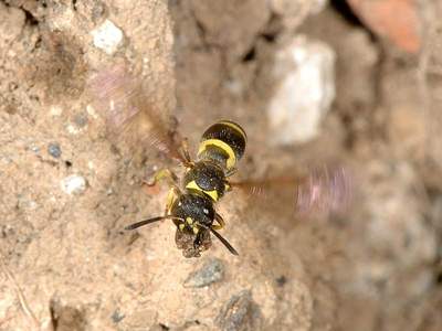 Ancistrocerus species [Famille : Vespidae]