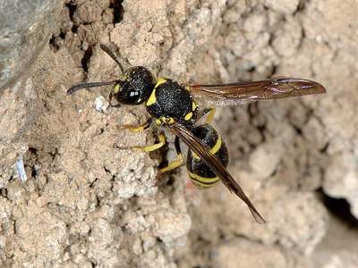 Ancistrocerus species [Famille : Vespidae]