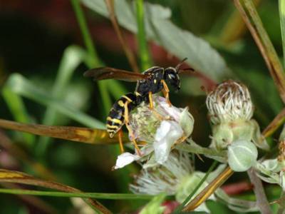 Polistes biglumis [Famille : Vespidae]