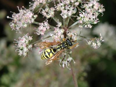 Polistes dominulus [Famille : Vespidae]