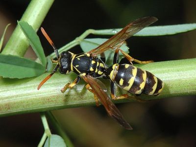 Polistes dominulus [Famille : Vespidae]