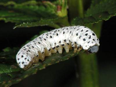 Tenthredo scrophulariae [Famille : Tenthredinidae]