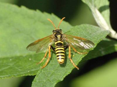 Tenthredo scrophulariae [Famille : Tenthredinidae]