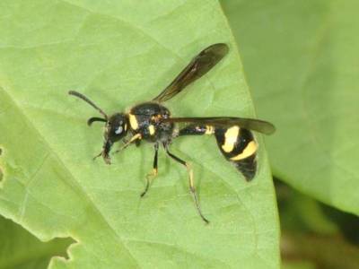 Eumenes species [Famille : Vespidae]