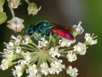 Chrysis species [Famille : Chrysididae]