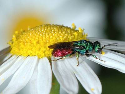 Chrysis species [Famille : Chrysididae]