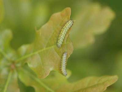 Periclista species [Famille : Tenthredinidae]