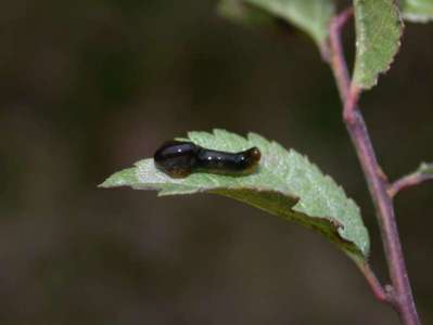 Caliroa cerasi [Famille : Tenthredinidae]