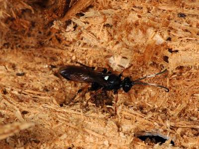 Ichneumon bucculentus [Famille : Ichneumonidae]