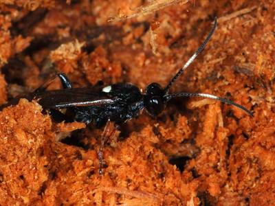 Ichneumon bucculentus [Famille : Ichneumonidae]