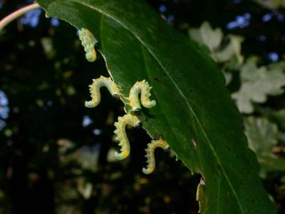 Croesus species [Famille : Tenthredinidae]