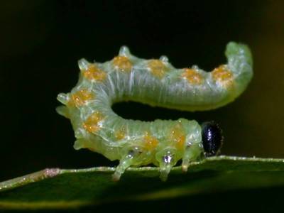 Croesus species [Famille : Tenthredinidae]