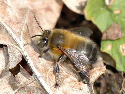 Anthophora plumipes [Famille : Apidae]