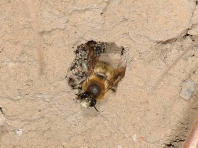 Anthophora plumipes [Famille : Apidae]