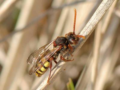 Nomada ruficornis [Famille : Apidae]
