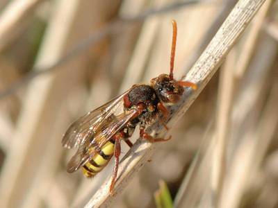 Nomada ruficornis [Famille : Apidae]