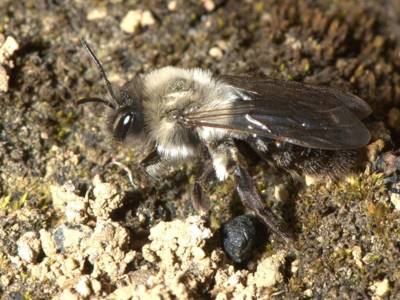 Andrena vaga [Famille : Apidae]