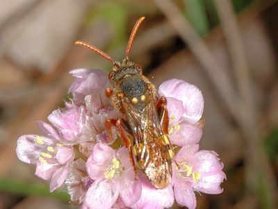 Nomada lathburiana [Famille : Apidae]