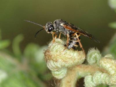 Strongylogaster multifasciata [Famille : Tenthredinidae]