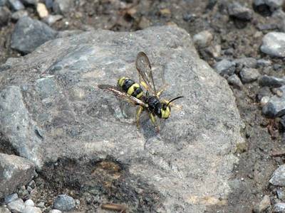 Cerceris rybyensis [Famille : Crabronidae]