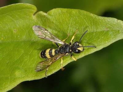 Cerceris rybyensis [Famille : Crabronidae]