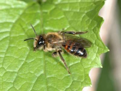 Andrena florea [Famille : Apidae]